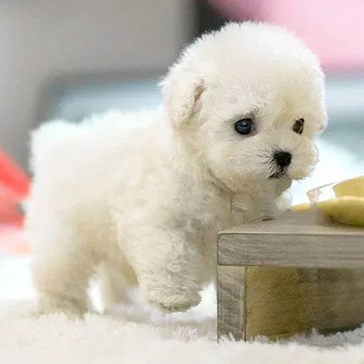 Wearclo | SnugglePup – Realistic Plush Puppy with Lifelike Details