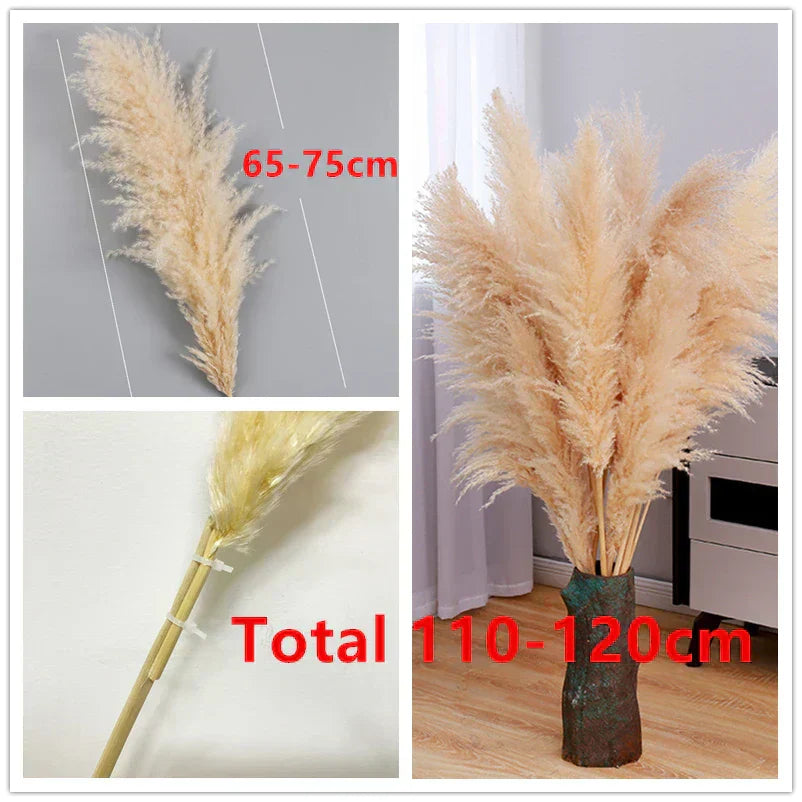 BohoBliss - Dried Pampas Grass