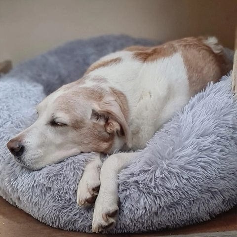 Calming Bed for Dogs and Cats with Elevated Edges