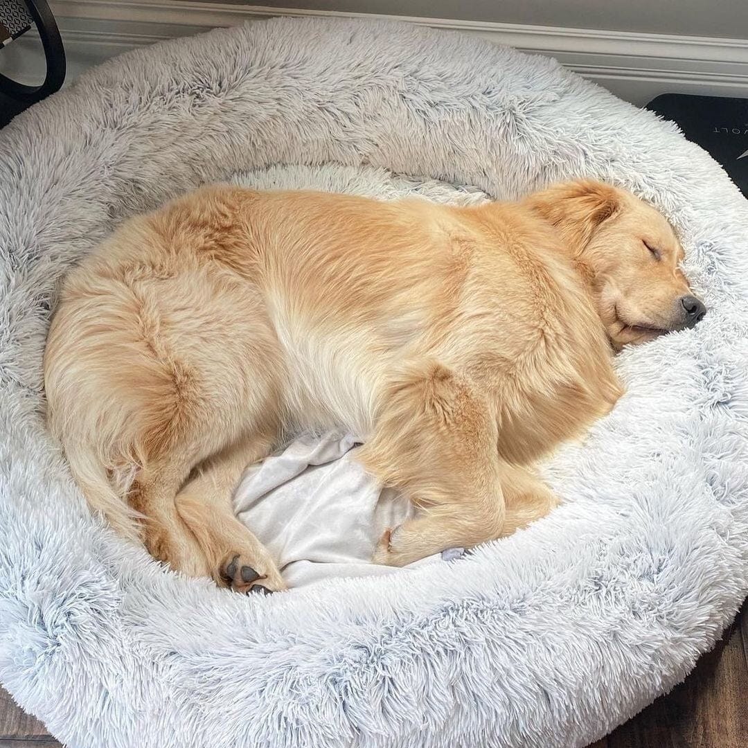 Calming Bed for Dogs and Cats with Elevated Edges