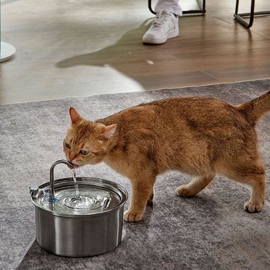 cat water fountain | FRESH WATER