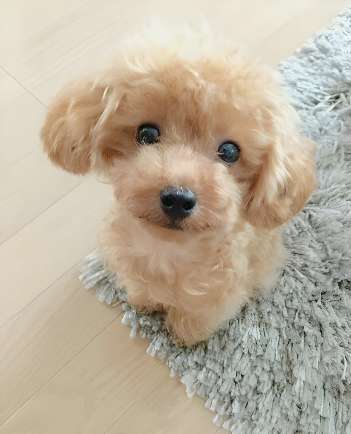 LieberTeddy™ 2.0 - A Realistic Pet Toy