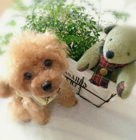 LieberTeddy™ 2.0 - A Realistic Pet Toy