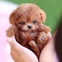 Norvo | Interactive Robotic Pup Toy for Children