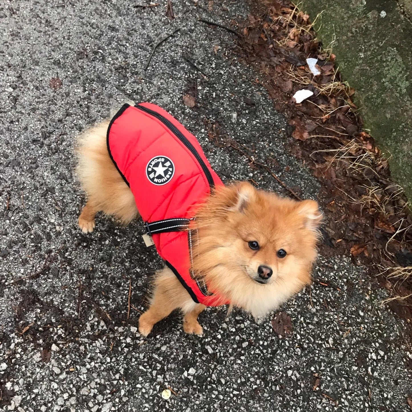 PawShield™ – The 3-in-1 Dog Jacket