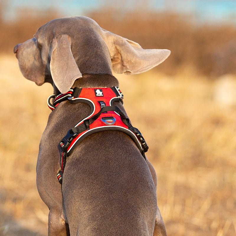 Reflective Dog Harness | Adjustable Collar with Reflective Details for Safety