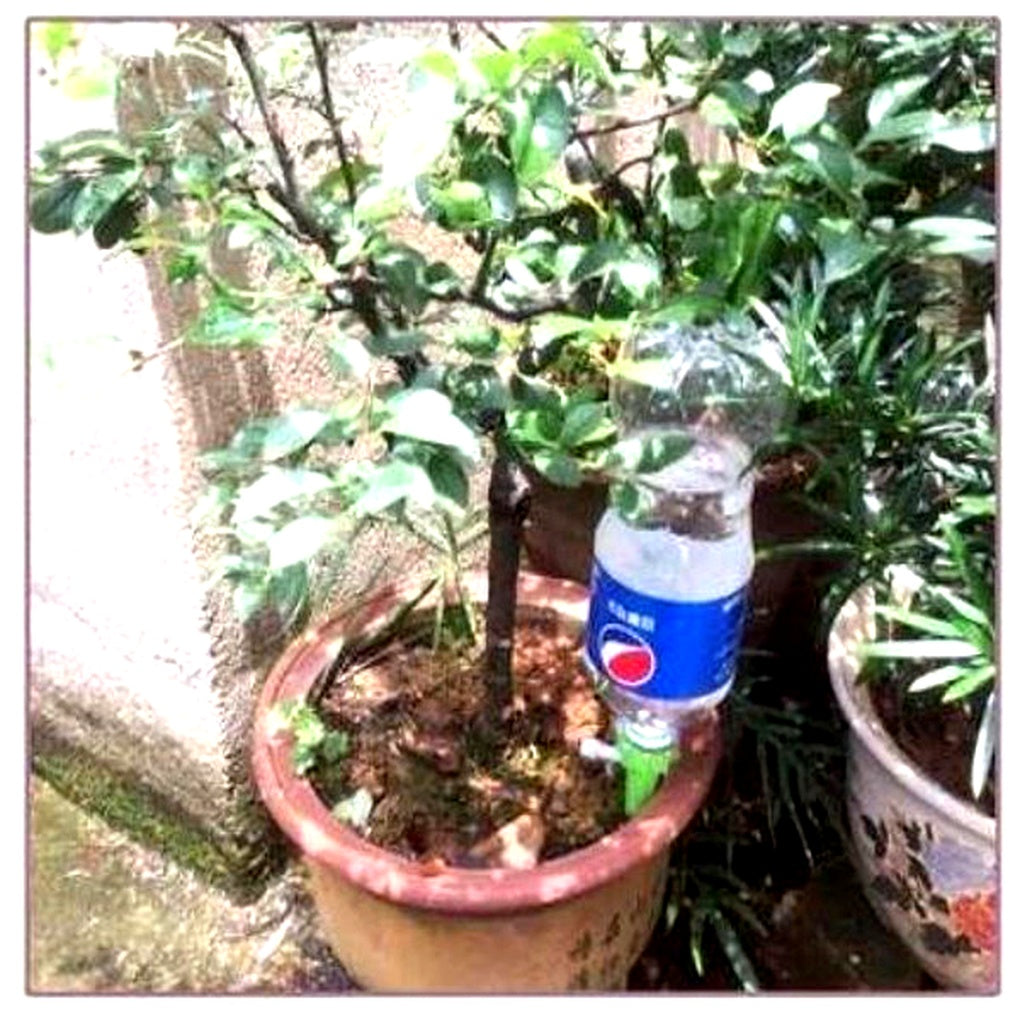 Wearclo | Automatic Plant Watering Spikes – Adjustable Flow Garden Aid