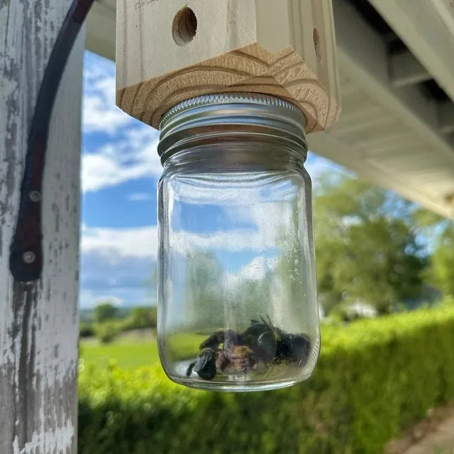 Wearclo | Best Carpenter Bee Trap