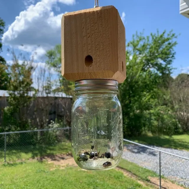 Wearclo | Best Carpenter Bee Trap