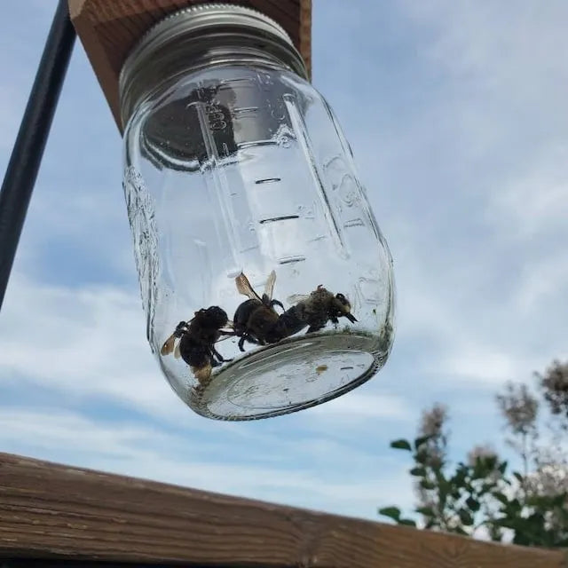 Wearclo | Best Carpenter Bee Trap