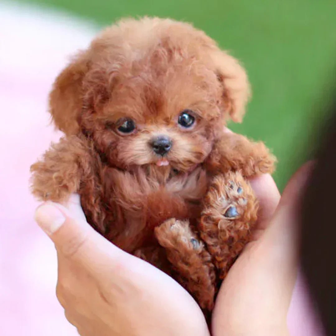 Wearclo | CuddlePup Smart Robot Puppy Dog | Perfect gift for children & elderly