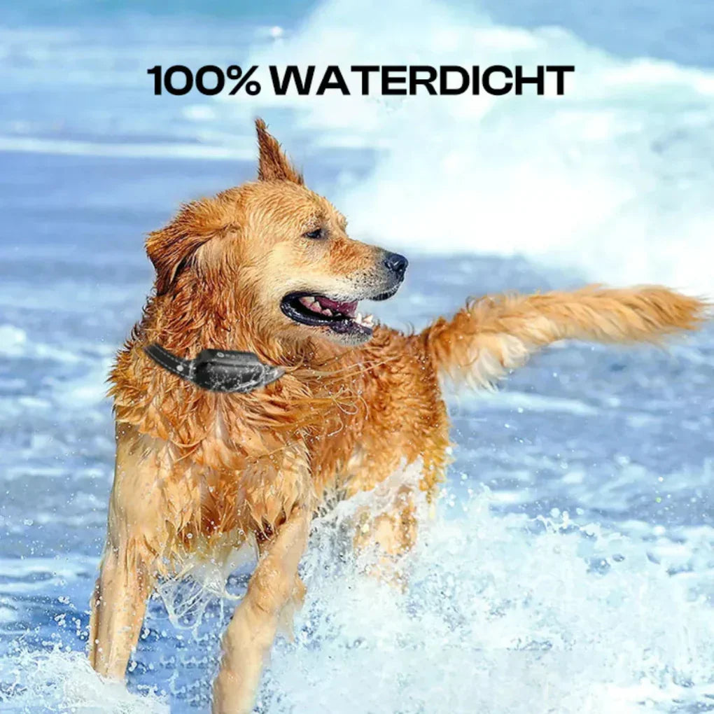 Wearclo | Dog Training Collar with Remote Control