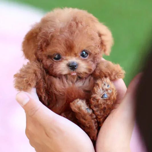 Wearclo | Interactive Plush Dog with Realistic Movements – For Children & Seniors