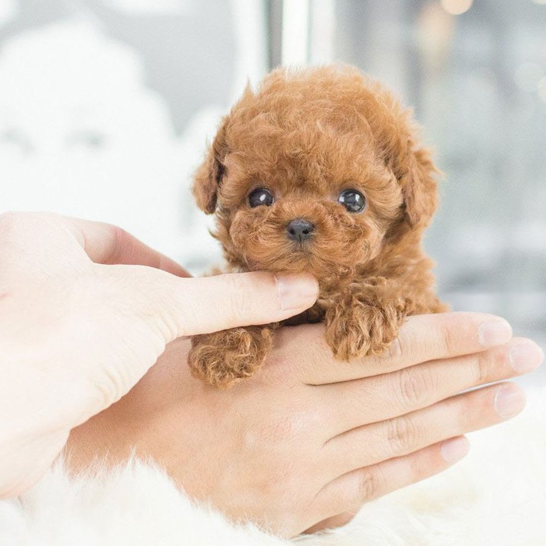 Wearclo | Robot Puppy Toy Dogs Realistic Best Plush Pet for Kids