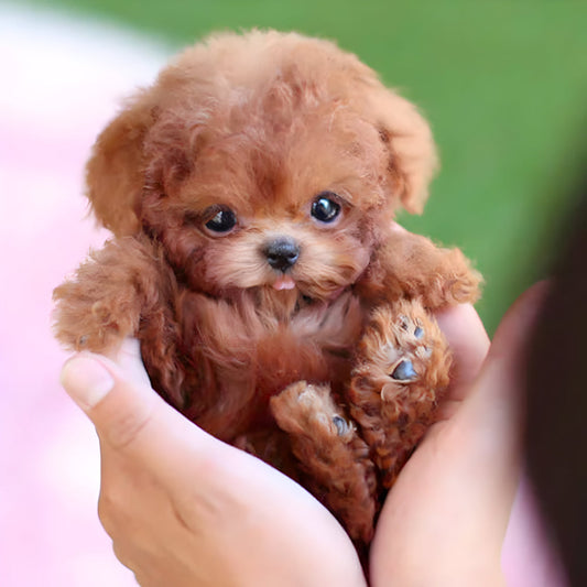 Wearclo | Robot Puppy Toy | Walks, Barks, and Responds